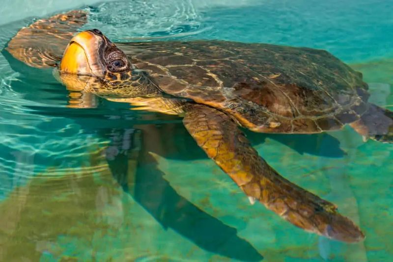 İztuzu Plajı Caretta Caretta